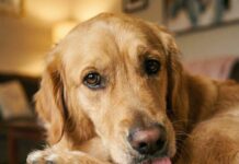 “강아지가 발을 사탕처럼 핥아요” 습진일까 스트레스일까? ‘발사탕’의 원인 4가지와 해결책 소파 위에서 앞발을 핥고 있는 갈색 푸들, 강아지 발사탕 행동과 피부병을 암시하는 모습