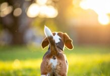 강아지가 꼬리를 흔드는 건 기뻐서가 아니다? 당신이 몰랐던 꼬리 언어의 4가지 비밀 공원에서 꼬리를 흔들며 행복해하는 비글 강아지의 뒷모습, 강아지 꼬리 언어의 의미를 상징