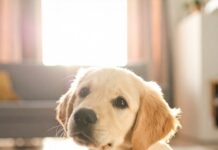 강아지가 말을 걸면 고개를 ‘갸웃’거리는 사랑스러운 이유 3가지와 과학적 비밀 주인을 바라보며 호기심 어린 표정으로 고개를 갸웃거리는 강아지, 반려견의 의사소통과 공감을 상징하는 모습