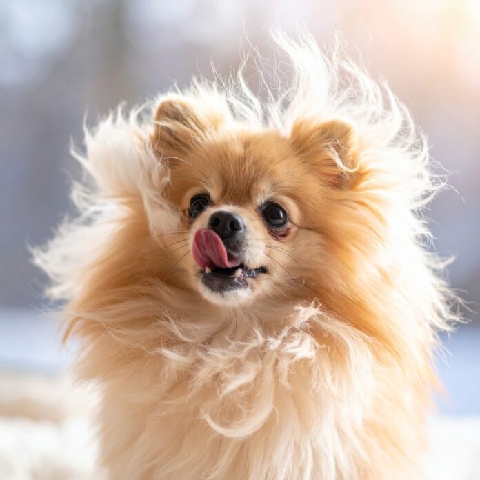 정전기 때문에 털이 쭈뼛 선 귀여운 강아지 모습, 겨울철 반려견 털 관리와 정전기 예방을 상징하는 이미지