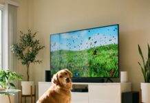 “혼자 있어도 안심” 반려견 전용 AI 스트리밍 서비스가 만드는 새로운 풍경 거실 소파 앞에 앉아 반려견 전용 AI 스트리밍 화면 속 자연 풍경을 흥미롭게 지켜보는 리트리버 강아지